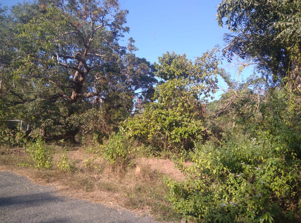 Pernem Road Korgao-North Goa