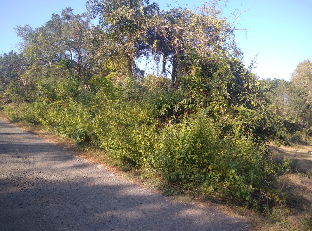 Pernem Road Korgao-North Goa