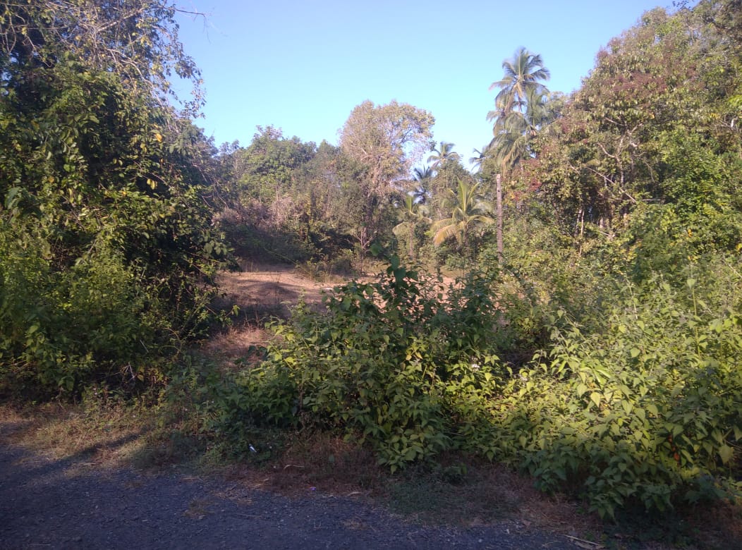 Pernem Road Korgao-North Goa