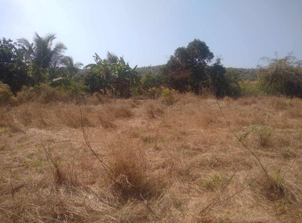 Mandrem - North Goa