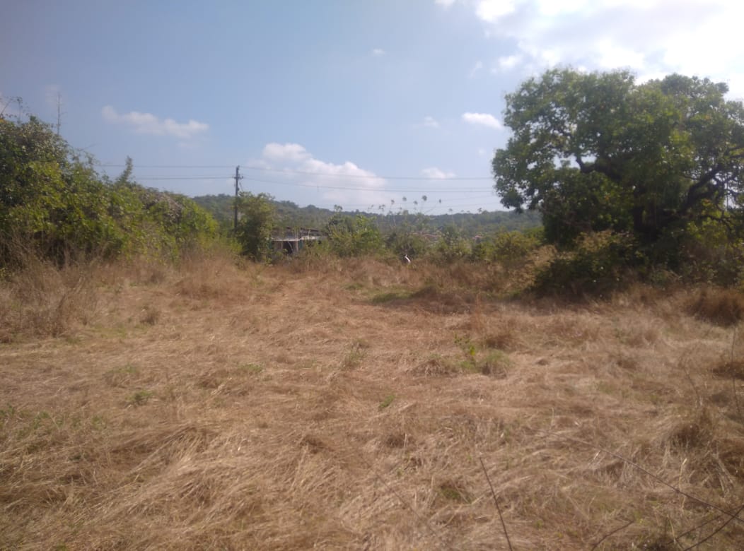 Mandrem - North Goa