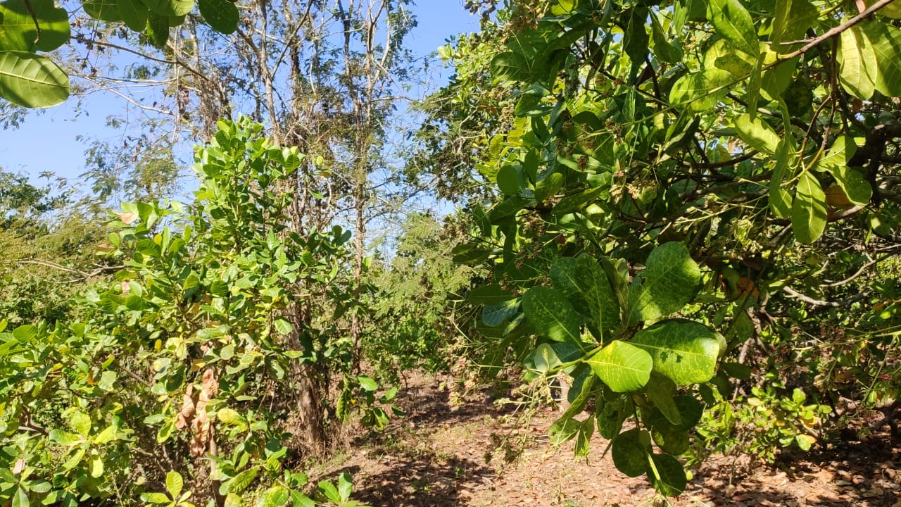 Paliyem-North Goa