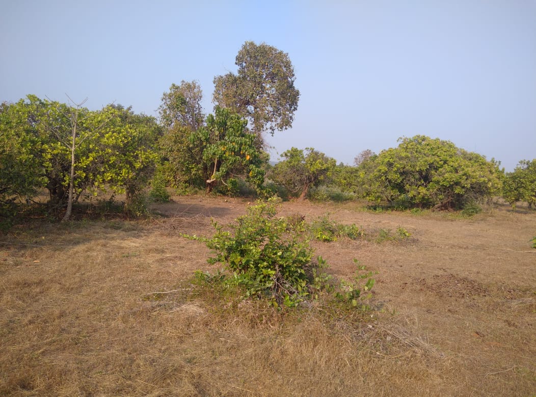 Korgao-North Goa